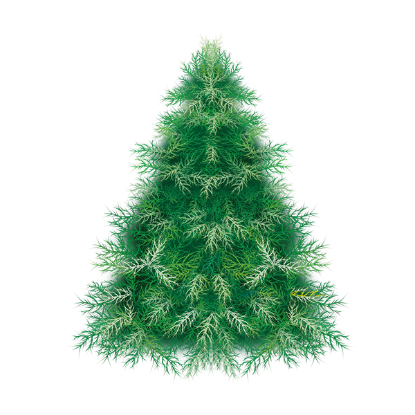 Transparent Pine Christmas Tree Spruce Fir Pine Family for Christmas