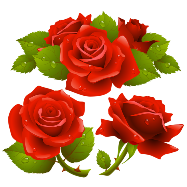 Transparent Rose Garden Roses Flower Petal Plant for Valentines Day