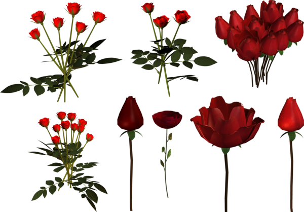 Transparent Garden Roses Rose Tulip Flower Plant for Valentines Day