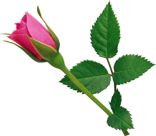 Transparent Rose Flower Drawing Plant for Valentines Day