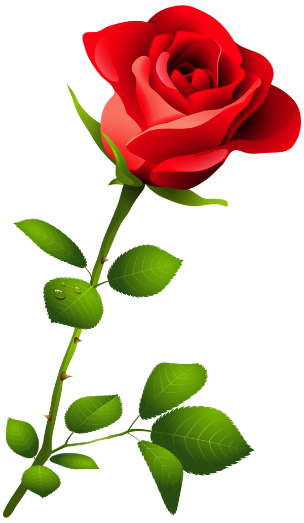 Transparent Rose Flower Blog Red for Valentines Day