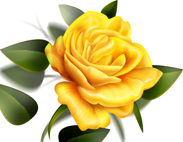 Transparent Rose Yellow Flower Petal Plant for Valentines Day