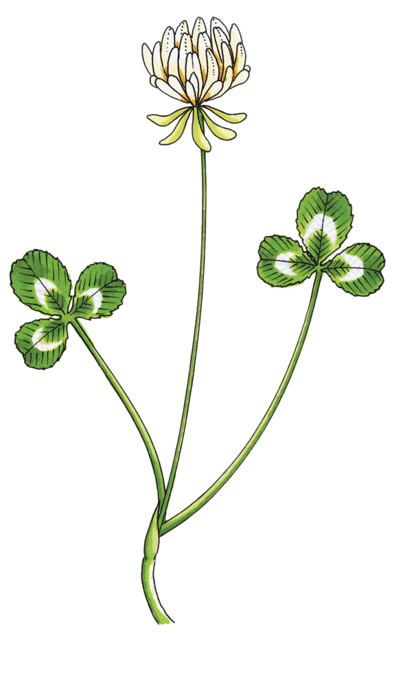 Transparent White Clover Petal Drawing Flower Plant for St Patricks Day