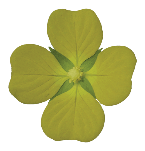Transparent Animation Clover Leaf Plant Flower for St Patricks Day