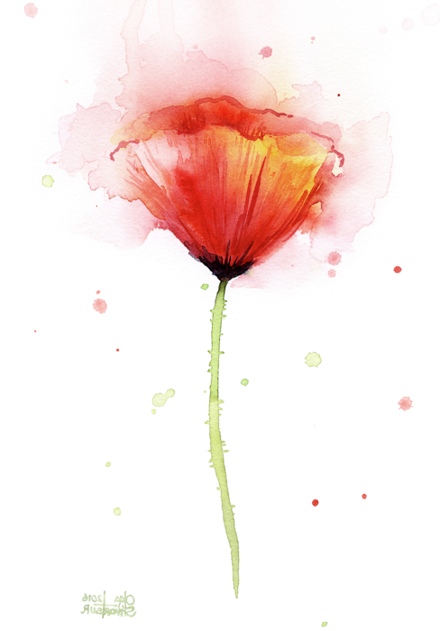 Transparent Poppy Watercolor Painting Painting Flower Red for Valentines Day