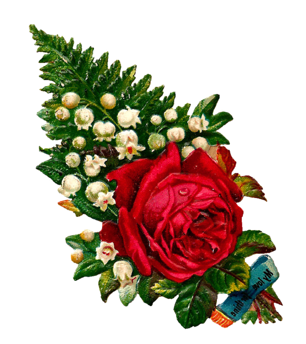 Transparent Rose Lilium Flower Plant for Valentines Day