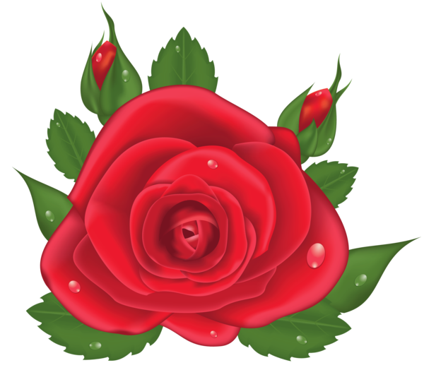 Transparent Centifolia Roses Flower Garden Roses Plant for Valentines Day