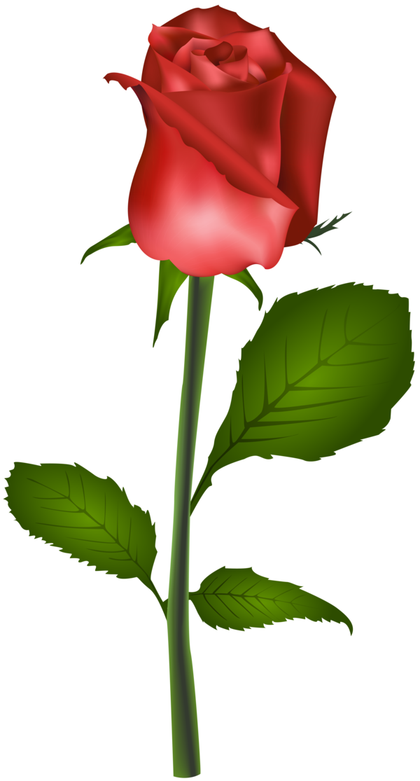 Transparent Best Roses Rose Flower Pink Plant for Valentines Day