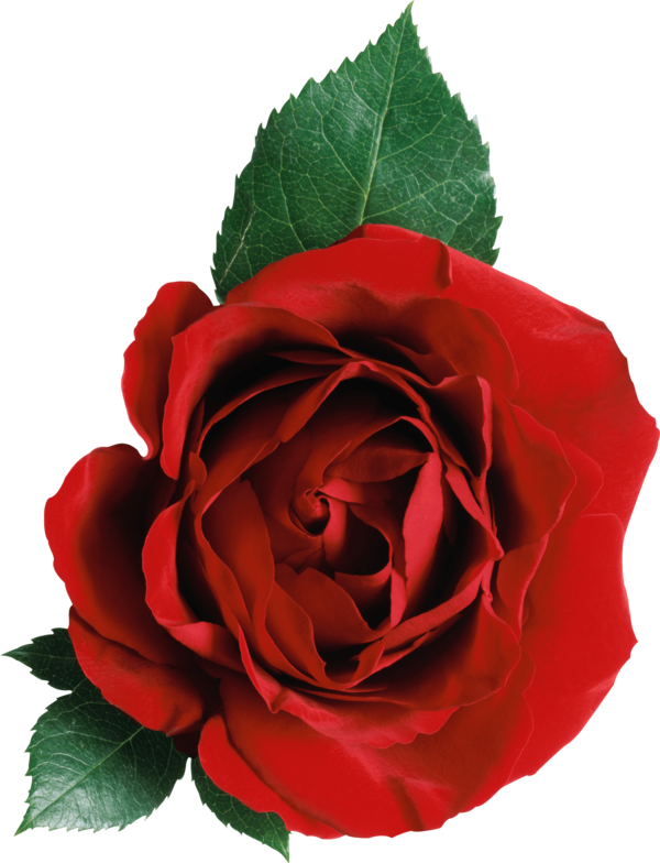 Transparent Rose Flower Color Petal Plant for Valentines Day