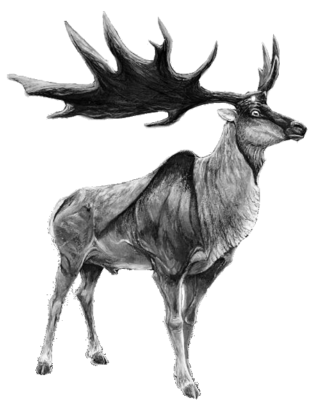 Transparent Elk Red Deer Irish Elk Deer Wildlife for Christmas