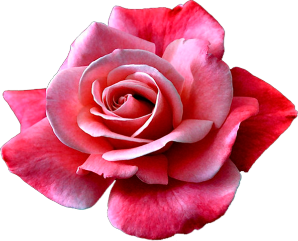 Transparent Garden Roses China Rose Cabbage Rose Flower Rose for Valentines Day
