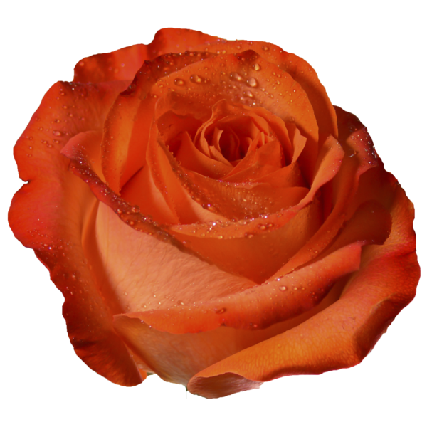 Transparent Rose Orange Peach Petal Flower for Valentines Day