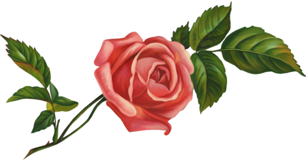 Transparent Garden Roses Centifolia Roses Floribunda Pink Plant for Valentines Day