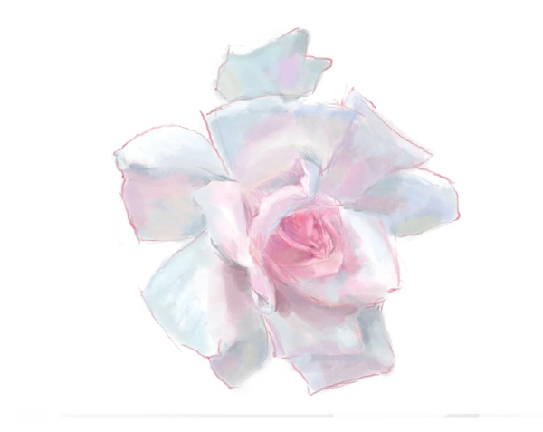 Transparent Rosa Chinensis Garden Roses Centifolia Roses Pink Plant for Valentines Day