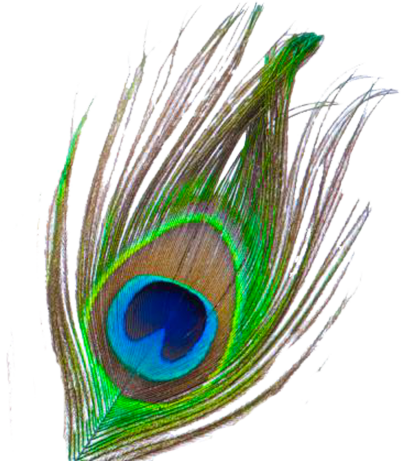 Transparent Krishna Feather Bird Wing for Janmashtami