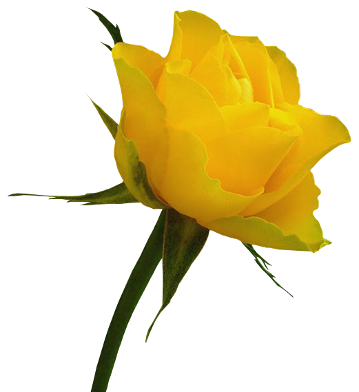 Transparent Best Roses Rose Yellow Plant Flower for Valentines Day