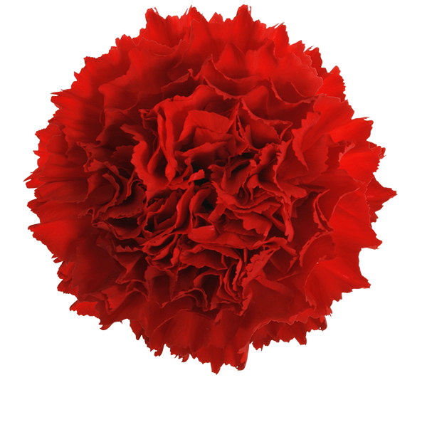 Transparent Service Color Red Flower Dianthus for Valentines Day