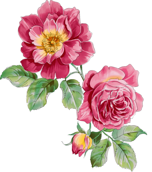 Transparent Moutan Peony Peony Paeonia Rockii Garden Roses for Valentines Day