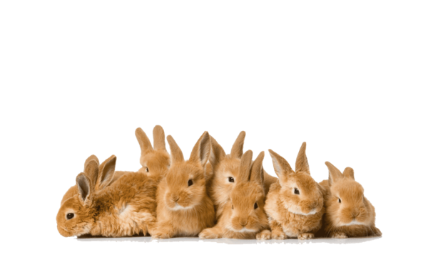 Transparent Easter Bunny Angora Rabbit Rabbit Hare for Easter