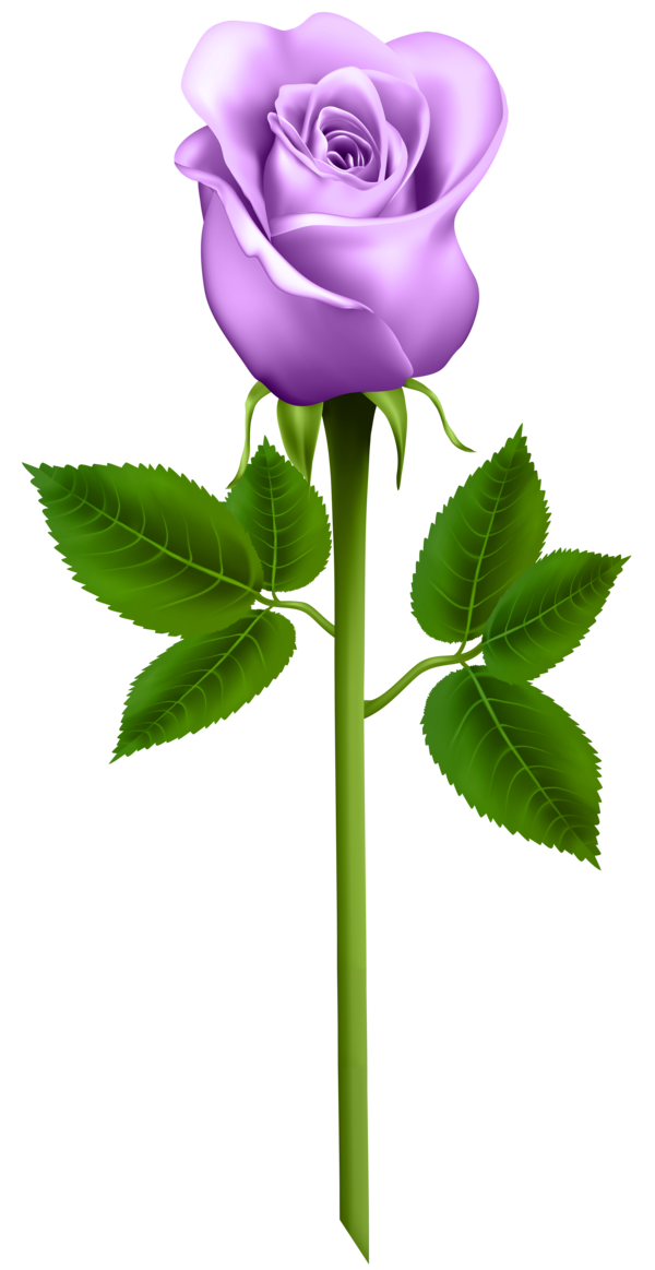 Transparent Rose Flower Blue Rose Pink Plant for Valentines Day