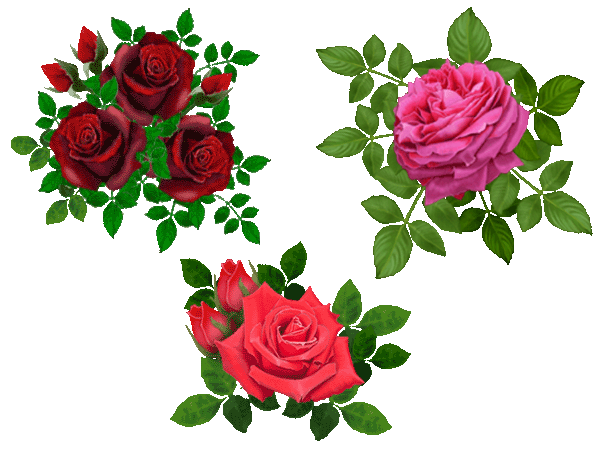 Transparent Beach Rose Flower Red Floribunda Garden Roses for Valentines Day