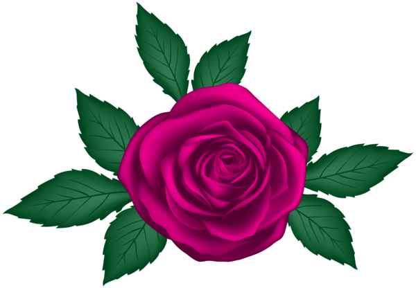 Transparent Centifolia Roses Blue Rose Garden Roses Pink Plant for Valentines Day