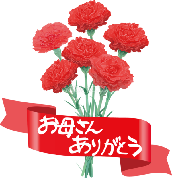 Transparent Carnation Garden Roses Mothers Day Flower Red for Mothers Day