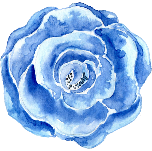 Transparent Blue Watercolor Painting Flower Blue Rose for Valentines Day