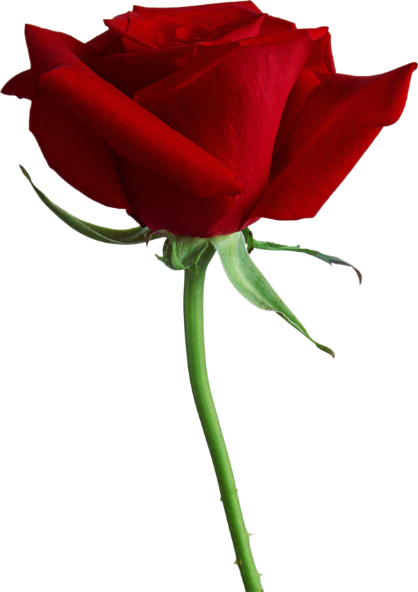 Transparent Rose Flower Color Plant for Valentines Day