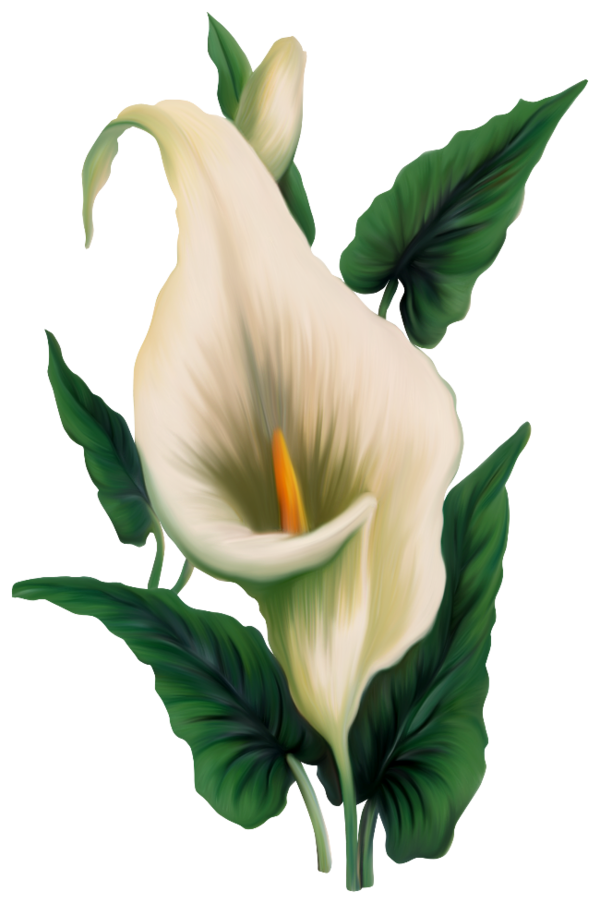 Transparent Arumlily Easter Lily Flower Calas Plant for Easter