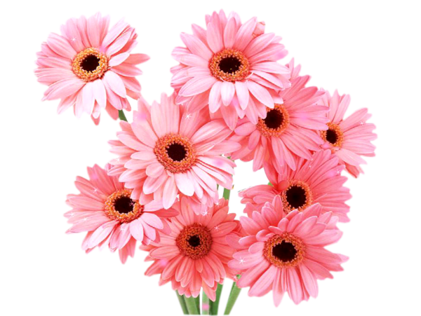 Transparent Transvaal Daisy Daisy Family Flower Pink for Valentines Day