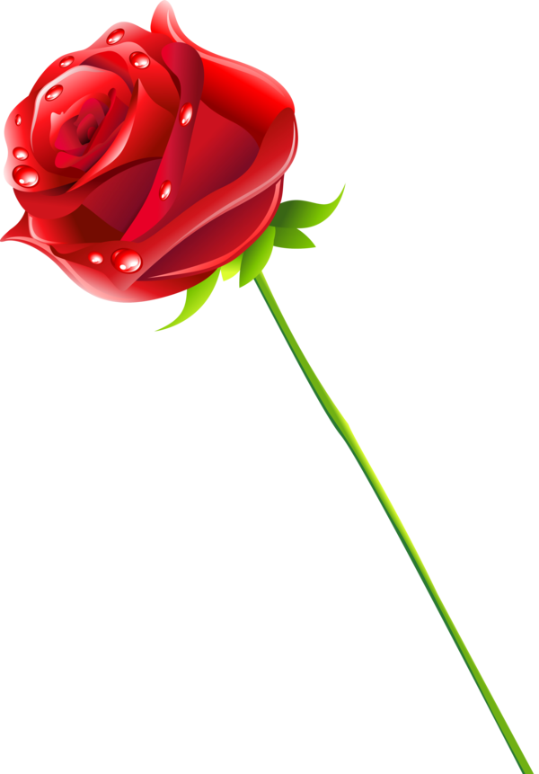 Transparent Flower Garden Roses Rose Petal Plant for Valentines Day