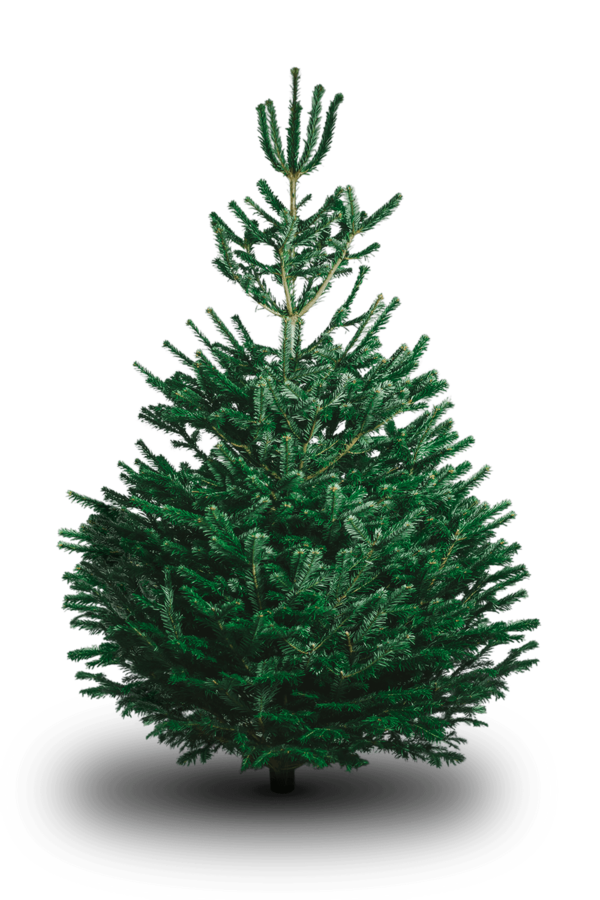 Transparent Nordmann Fir Fraser Fir Christmas Tree Fir Pine Family for Christmas