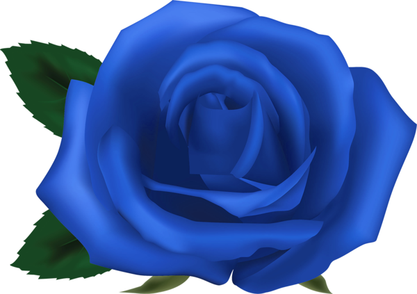 Transparent Garden Roses Blue Rose Centifolia Roses Blue Cobalt Blue for Valentines Day