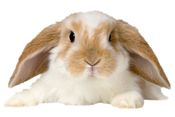 Transparent Holland Lop Rabbit Pet Whiskers for Easter