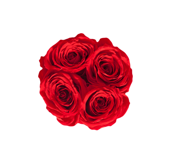 Transparent Garden Roses Floribunda Cut Flowers Red for Valentines Day