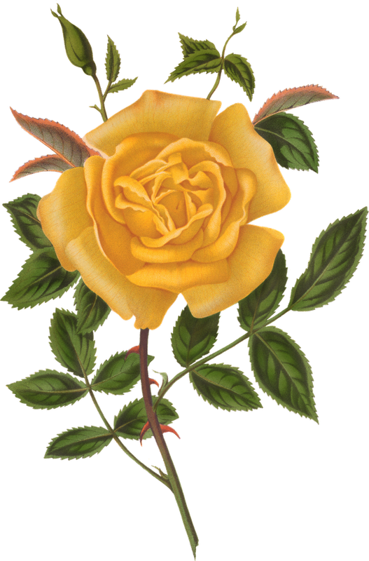 Transparent Beach Rose Yellow Flower Plant for Valentines Day