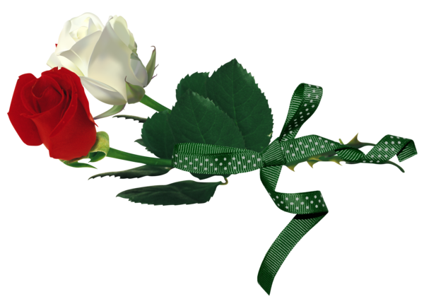 Transparent Rosa Gallica Rosa Xd7 Alba White Plant Flower for Valentines Day