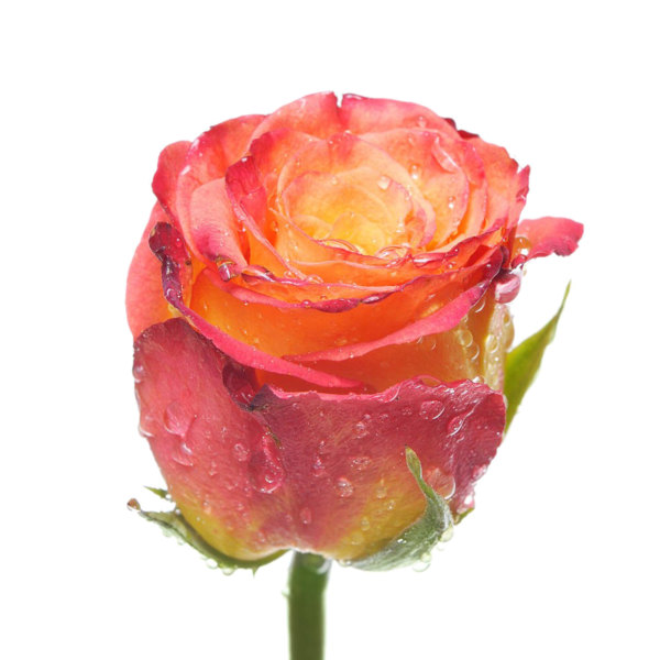Transparent Garden Roses Beach Rose Centifolia Roses Flower Peach for Valentines Day