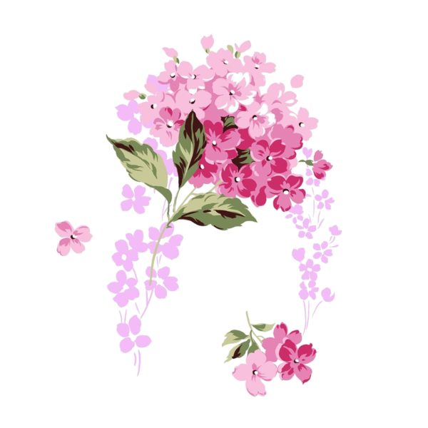 Transparent French Hydrangea Pink Flower Plant for Valentines Day