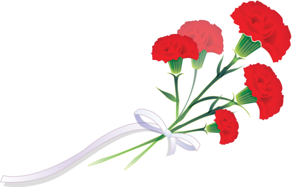 Transparent Flower Carnation Cut Flowers Plant Flora for Valentines Day