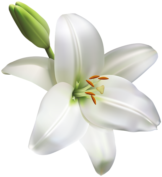 Transparent Arumlily Easter Lily Tiger Lily Plant Flower for Easter