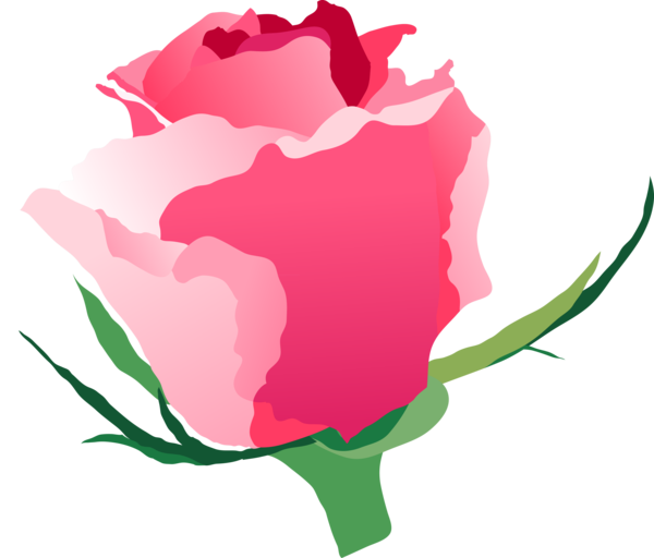 Transparent Garden Roses Centifolia Roses Petal Pink Plant for Valentines Day