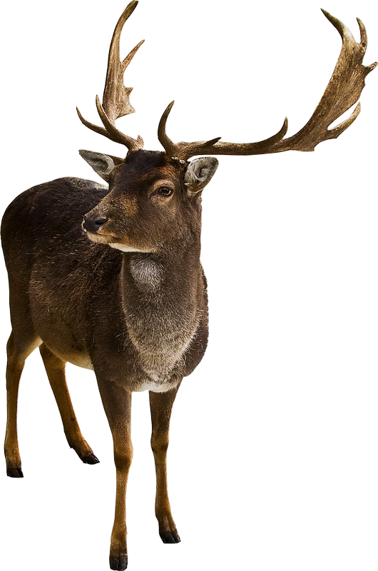 Transparent Deer Whitetailed Deer Philippine Deer Wildlife for Christmas