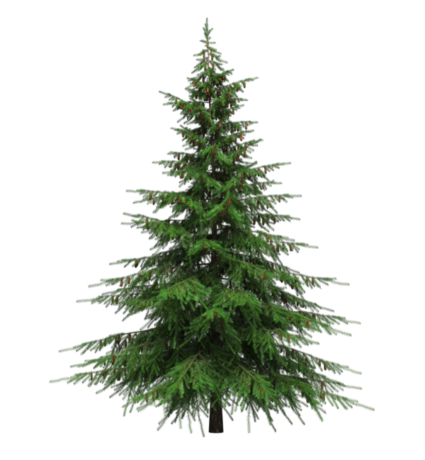 Transparent Balsam Fir Christmas Tree Prelit Tree Fir Pine Family for Christmas