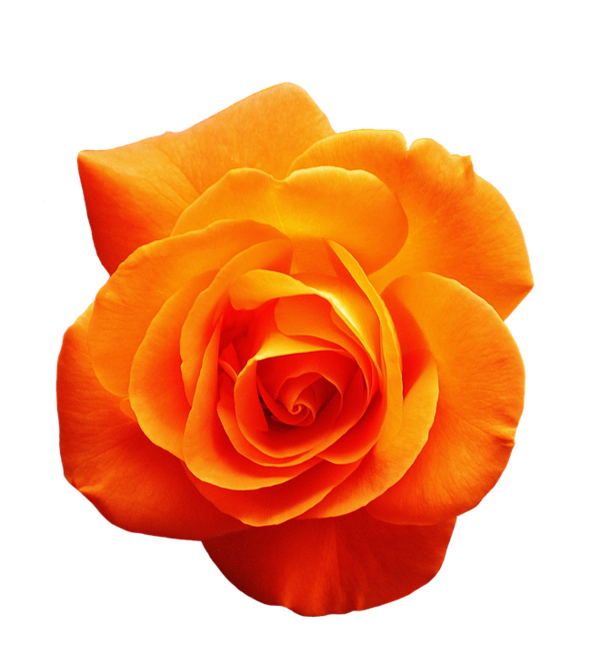 Transparent Rose Orange Flower for Valentines Day