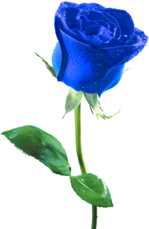 Transparent Beach Rose Flower Petal Blue for Valentines Day