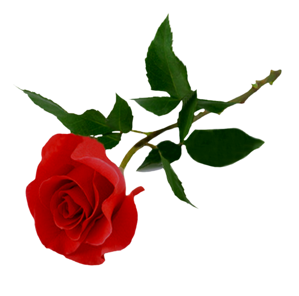 Transparent Rose Flower Presentation Plant for Valentines Day