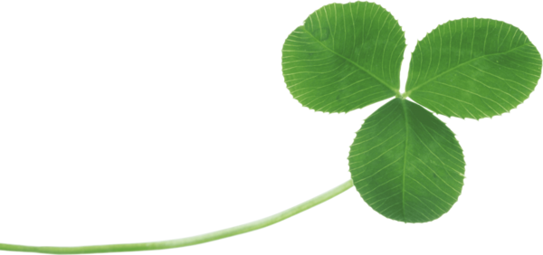 Transparent Clover Fourleaf Clover Shamrock Leaf Green for St Patricks Day