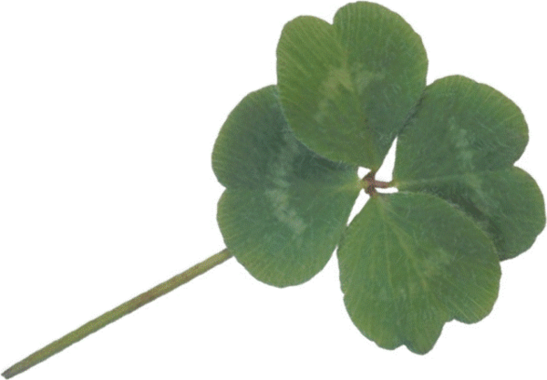 Transparent Clover Fourleaf Clover Shamrock Leaf Plant for St Patricks Day